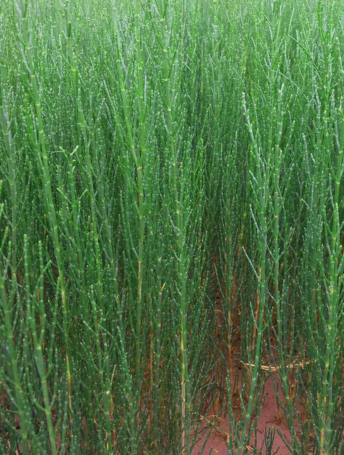 甘肃苗木基地出售梭梭苗 一手货源梭梭树 农户自产自销灌木其他否