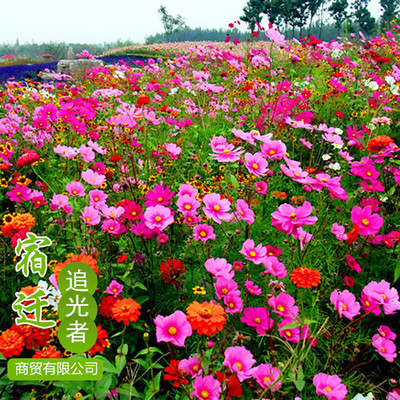 多年生花海野花组合种子批发 绿化景观 园艺花卉 四季易种