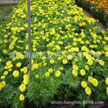 批发万寿菊草花 庭院观花黄色万寿菊 家庭盆栽种植 青州花卉批发