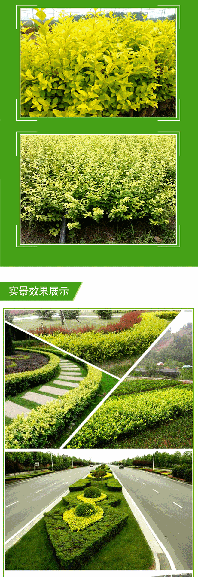 金叶女贞基地批发金叶女贞小树黄叶女贞 绿化工程 小区色块专用