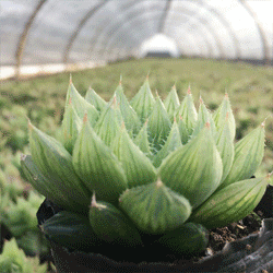 盆景 盆栽 植物 250_250 gif 动态图 动图