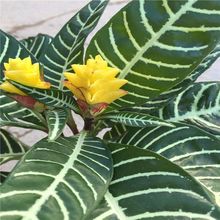 福建花卉 室内观叶观花 银脉爵床  草花 种植 四季开花基地 批发