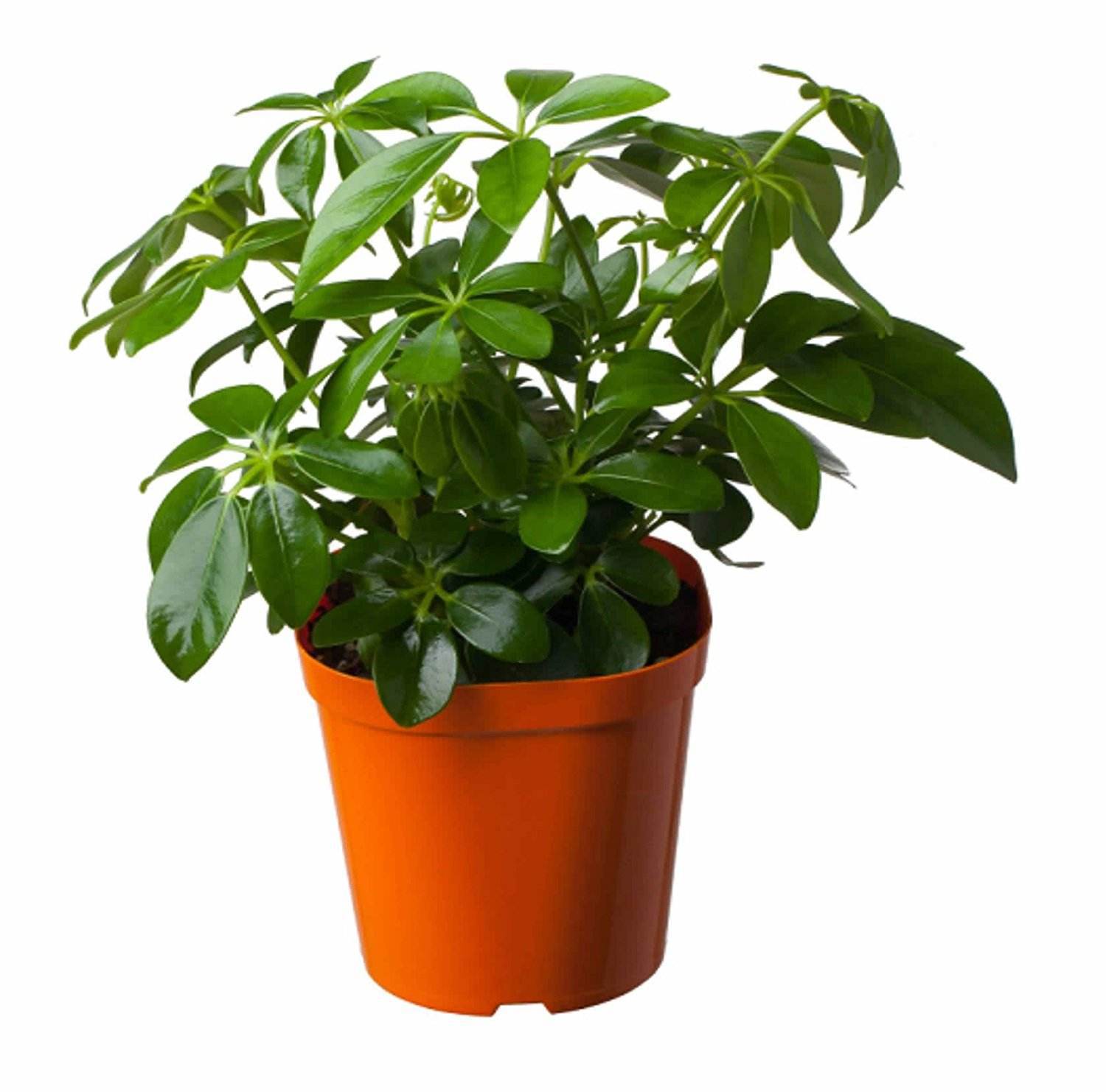 鸭脚 鹅掌柴 观叶绿植 别名七叶莲 发财树 常绿盆栽 花卉植物