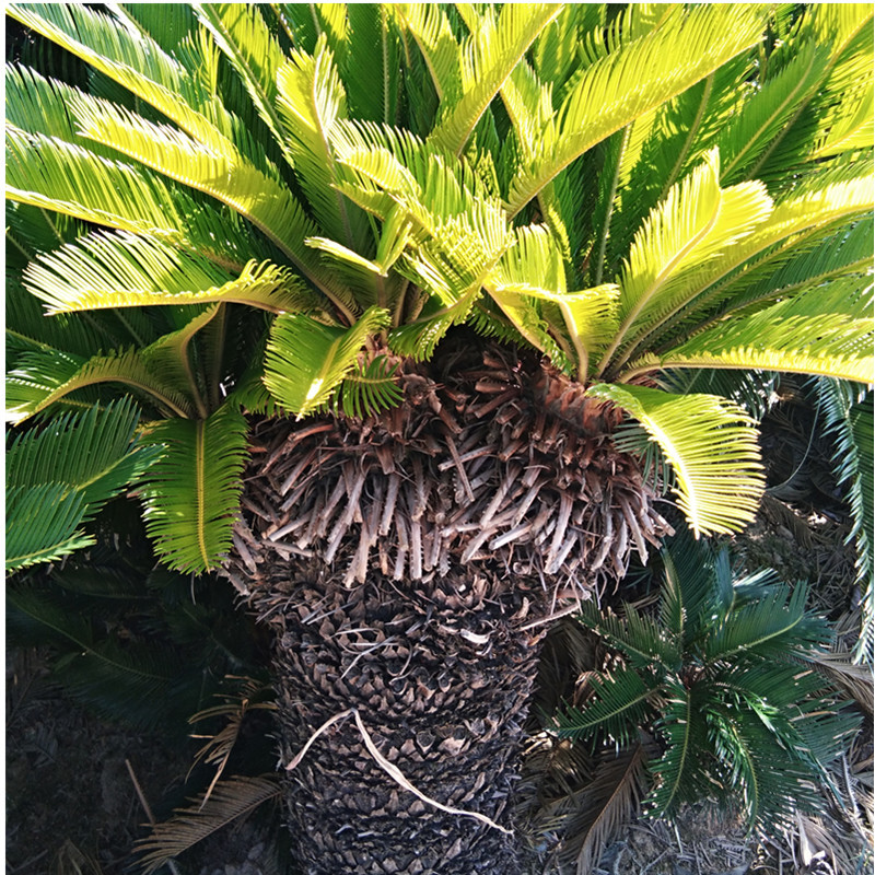 批发苏铁铁树盆景3-6个多头铁树高80-180cm冠100-200cm