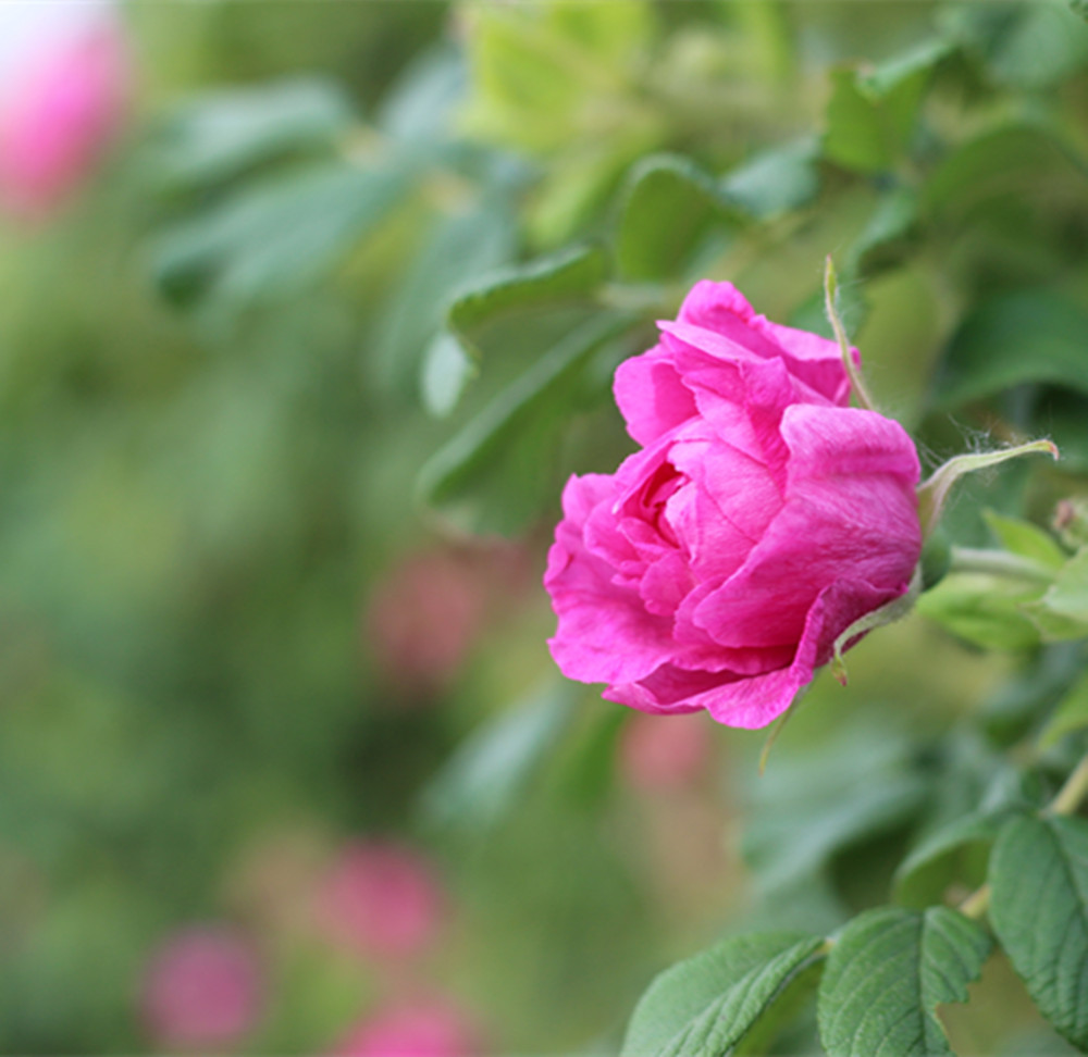 新货批发厂家直销重瓣红玫瑰食用玫瑰粉 食品添加玫瑰花瓣粉