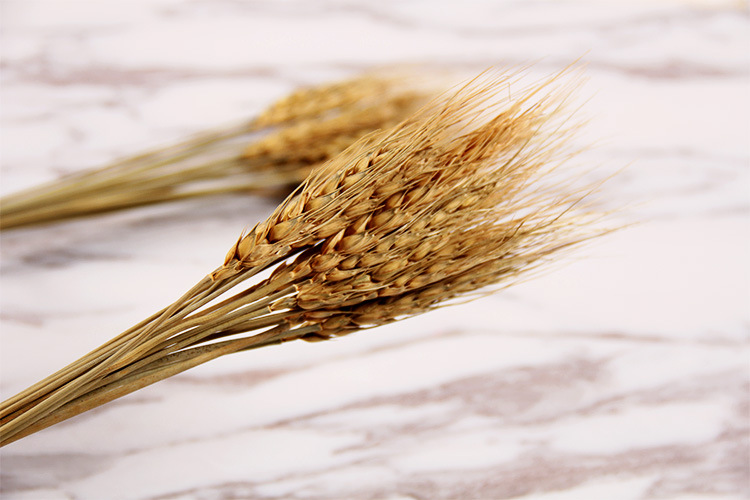 天然麦子麦穗一束 干麦穗拍照摄影道具 1束15个麦穗干花 拍摄道具