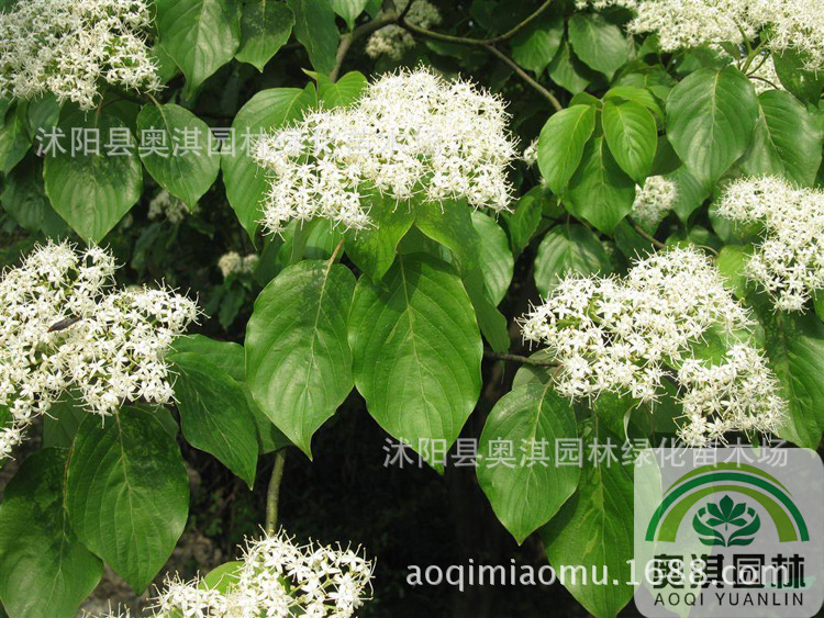 精选优质 灯台树种子 女儿木 六角树 瑞木种子 量大优惠 货到付款