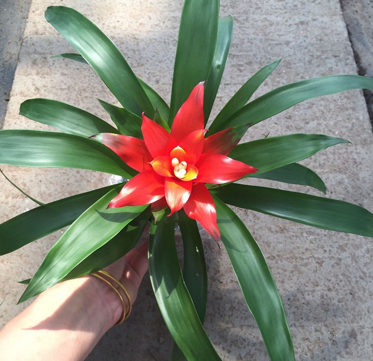 鸿运当头小红星绿植小盆栽办公室内绿色四季开花植物盆景批发