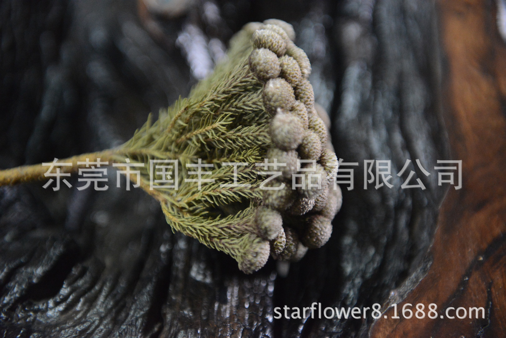 南非布鲁纳珊瑚果//珊瑚豆干花农园/辅材植物/珊瑚草