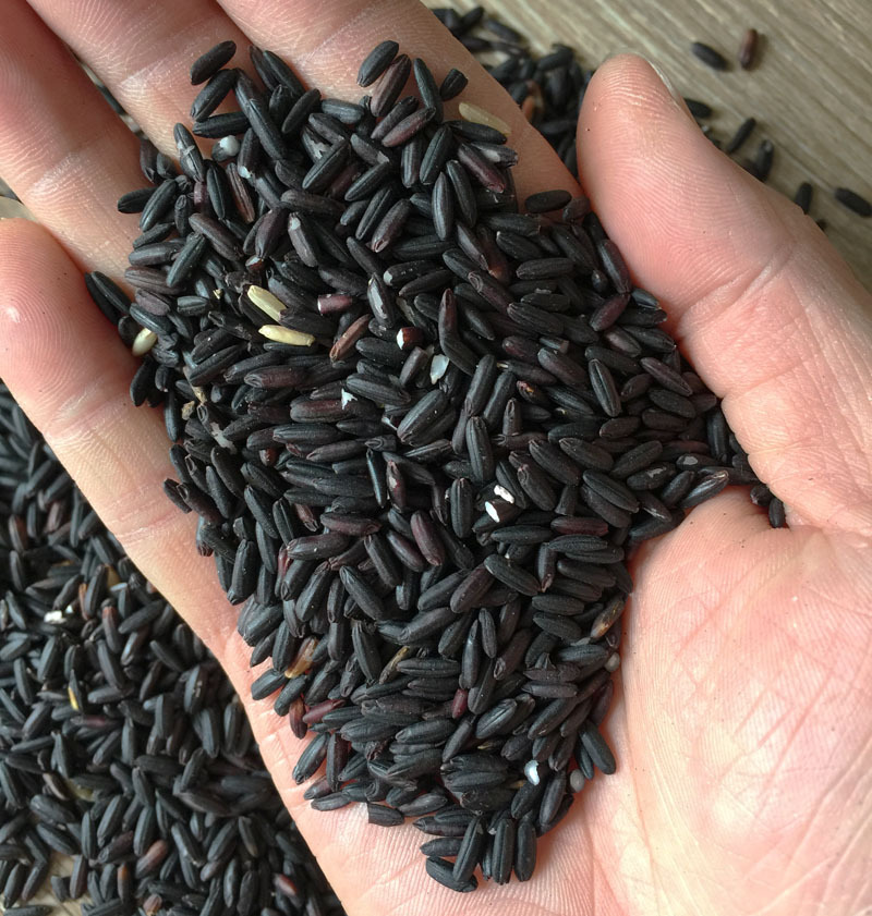 批发广东肇庆特产白芯黑糯米长黑米500g起批 产地货源奶茶原料