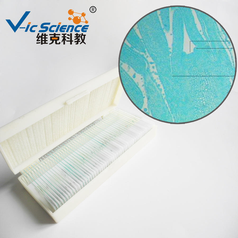 丁香芽纵切 植物类 动植物切片标本 中小学显微镜玻片 教学器材