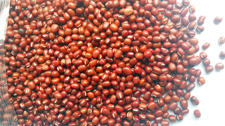 宝清红红小豆产地直供红小豆,珍珠粒红小豆,颗粒均匀颜色好看