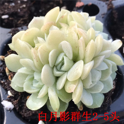 多肉植物全状态品相爆款 白月影群生2-5头 果冻色 跑量限时特价