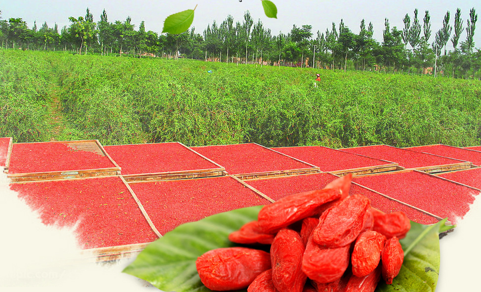 2017青海诺木洪野生红枸杞特级免洗大颗粒贡果柴达木枸杞子250g