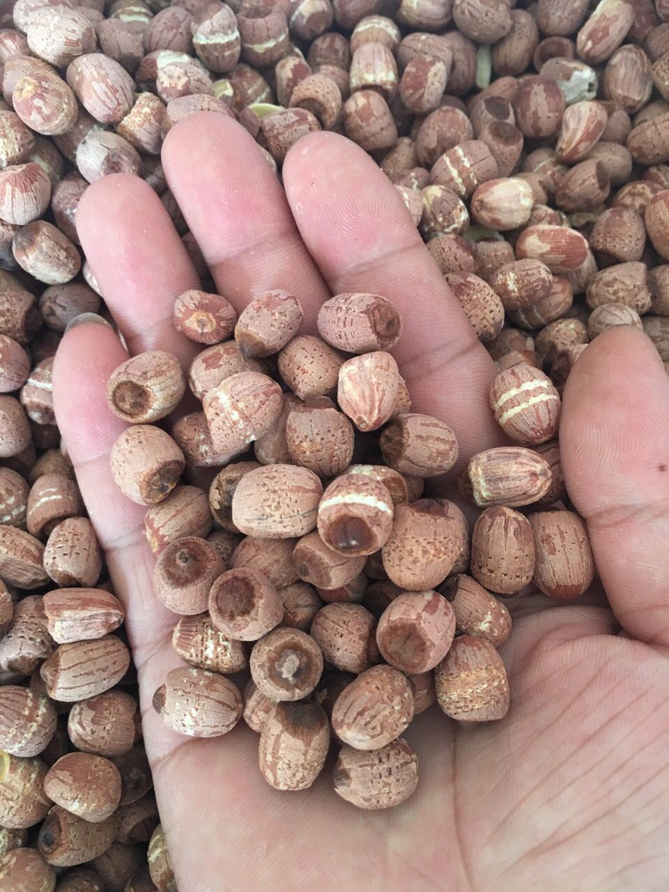 散装莲子泰国红莲 野生小莲子 干货莲子 煮粥配料 莲子羹厂价直销