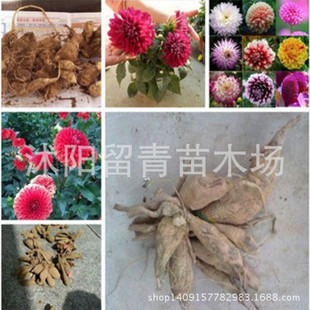 基地直销大丽花种球 多个品种 大丽花苗 根块 种球 大块种球 盆栽