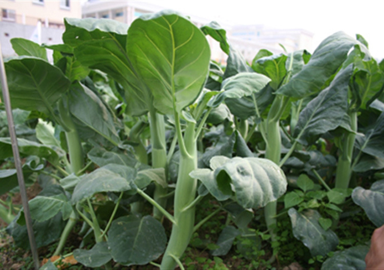 粗条籽芥兰广东甜脆芥蓝种子四季菜籽大芥兰菜秋季菜种蔬菜种籽孑