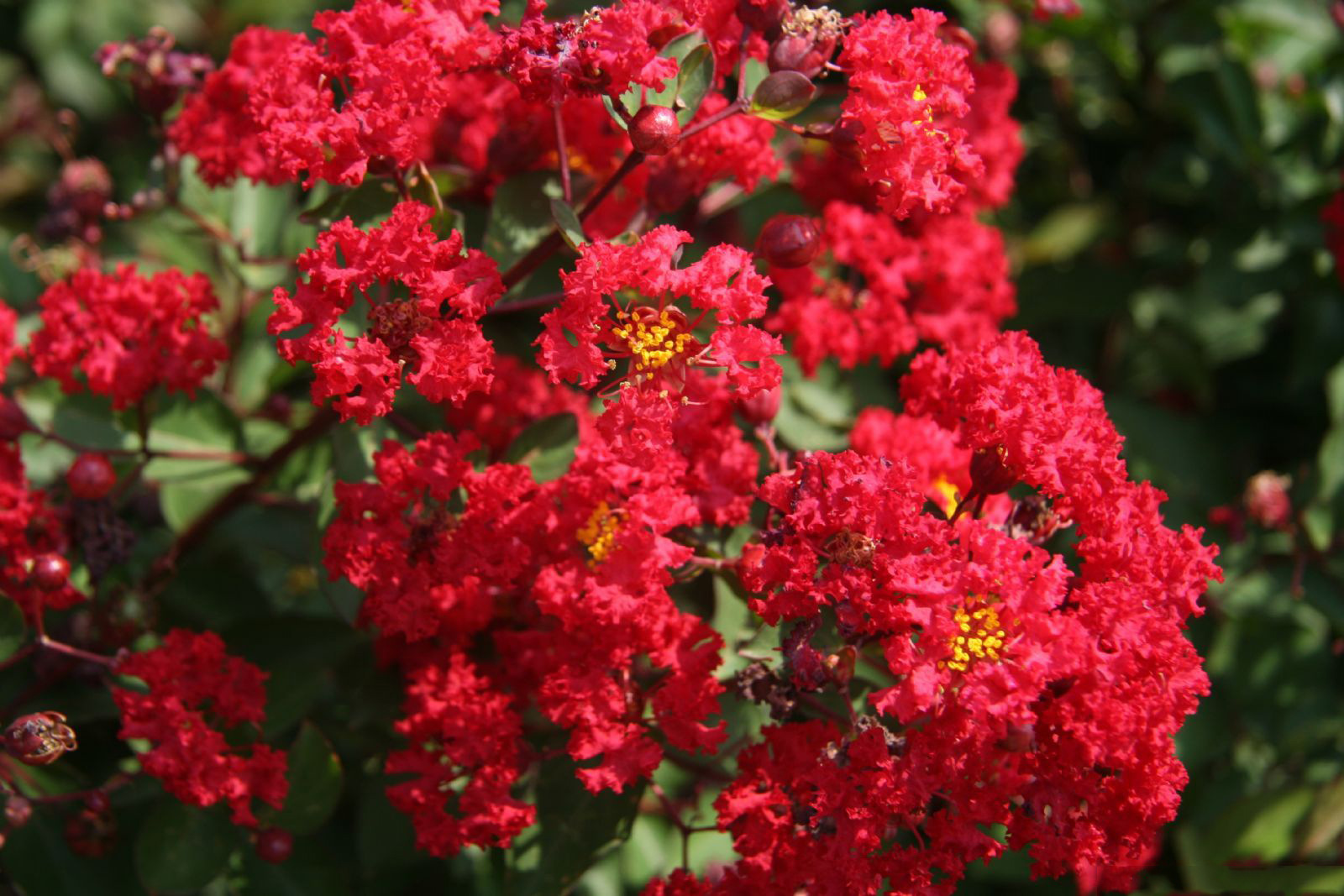 紫薇新品种 美国紫薇