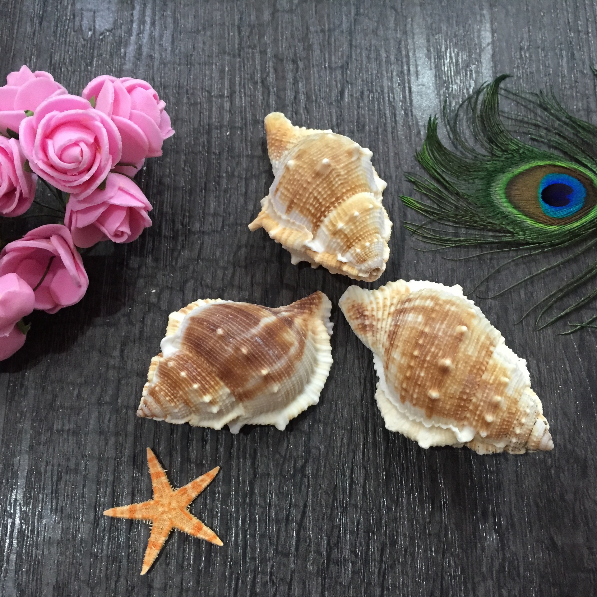 圣诞用品配件 扁刺螺 海参螺 鱼缸水族箱装饰 亚马逊供应商