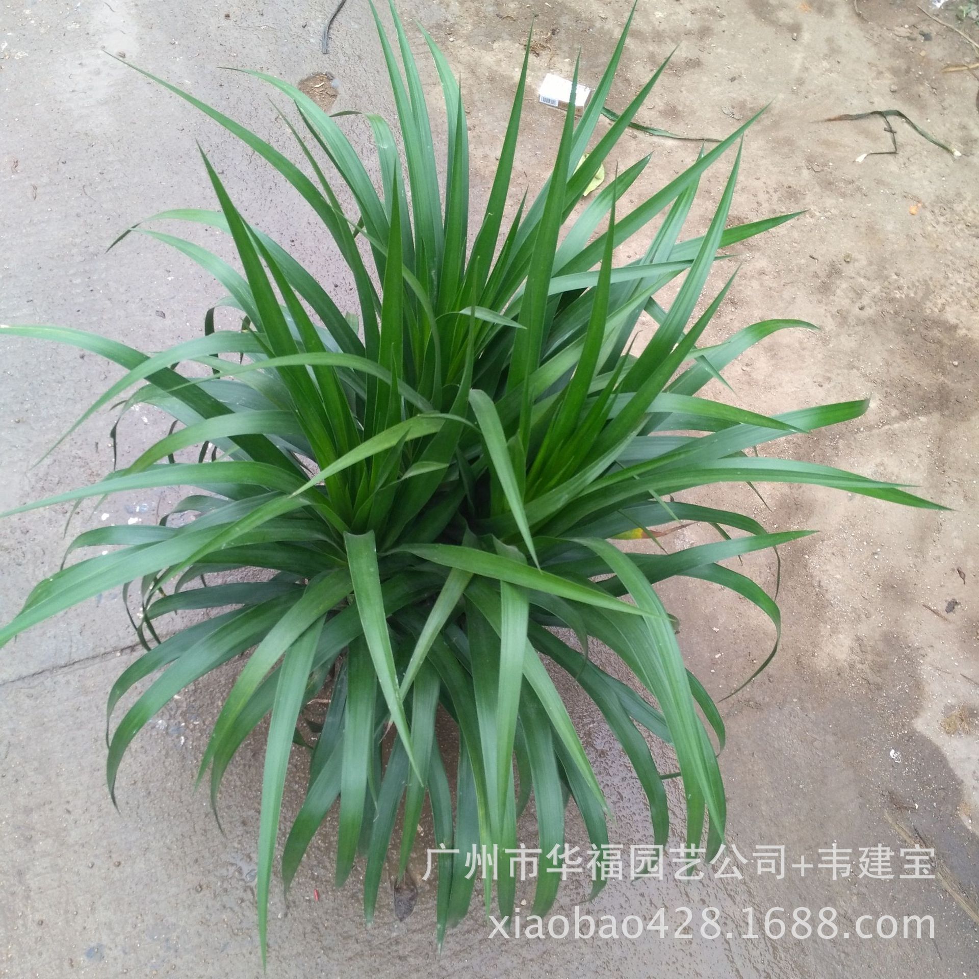 基地供应绿化盆栽 多头翠兰(龙血树) 室内观叶盆栽绿植物批发