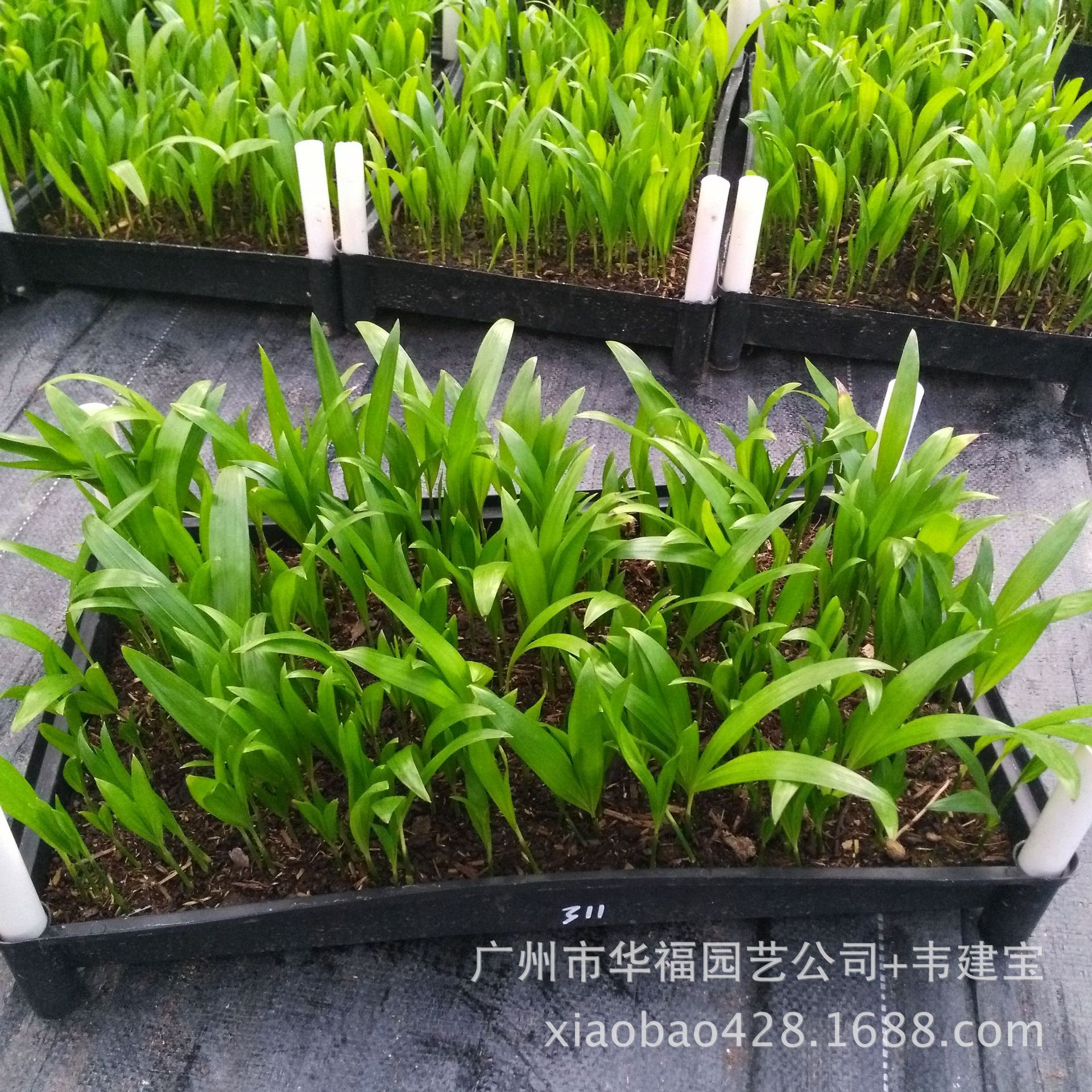 厂家低价供应室内观叶植物 净化空气 散尾葵苗 园林种子种苗批发