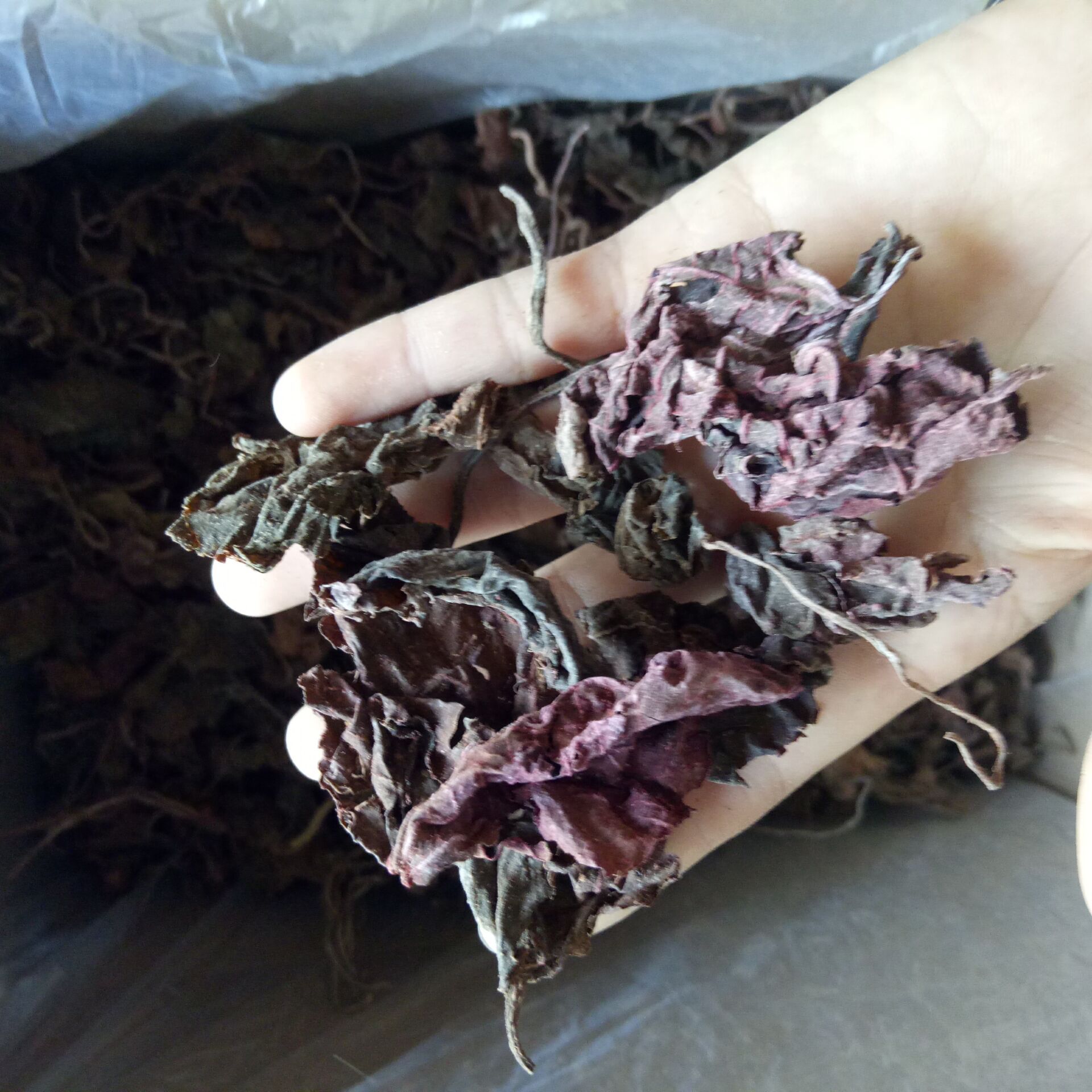 优质 紫背天葵 红天葵 紫天葵 新货无杂