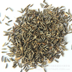 批发优质花草种子蛇鞭菊种子 园林美化绿植蛇鞭菊花卉种子 出芽率