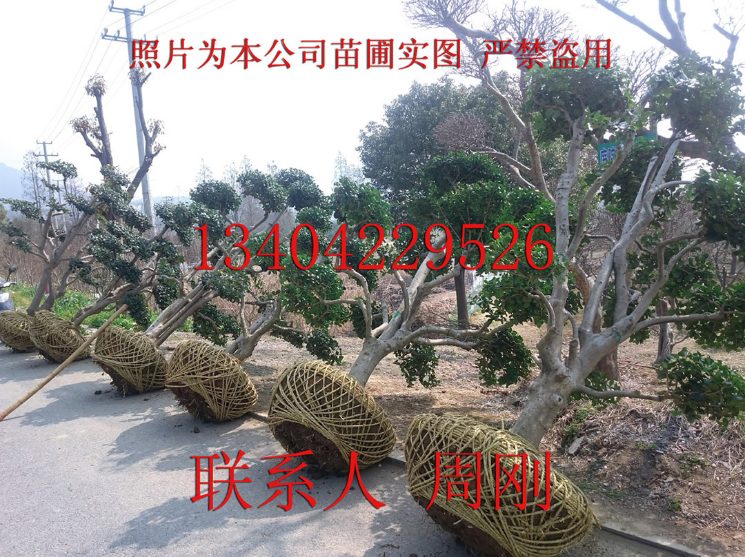 造型无刺枸骨,造型景观树种植,景观绿化工程苗木,造型花木