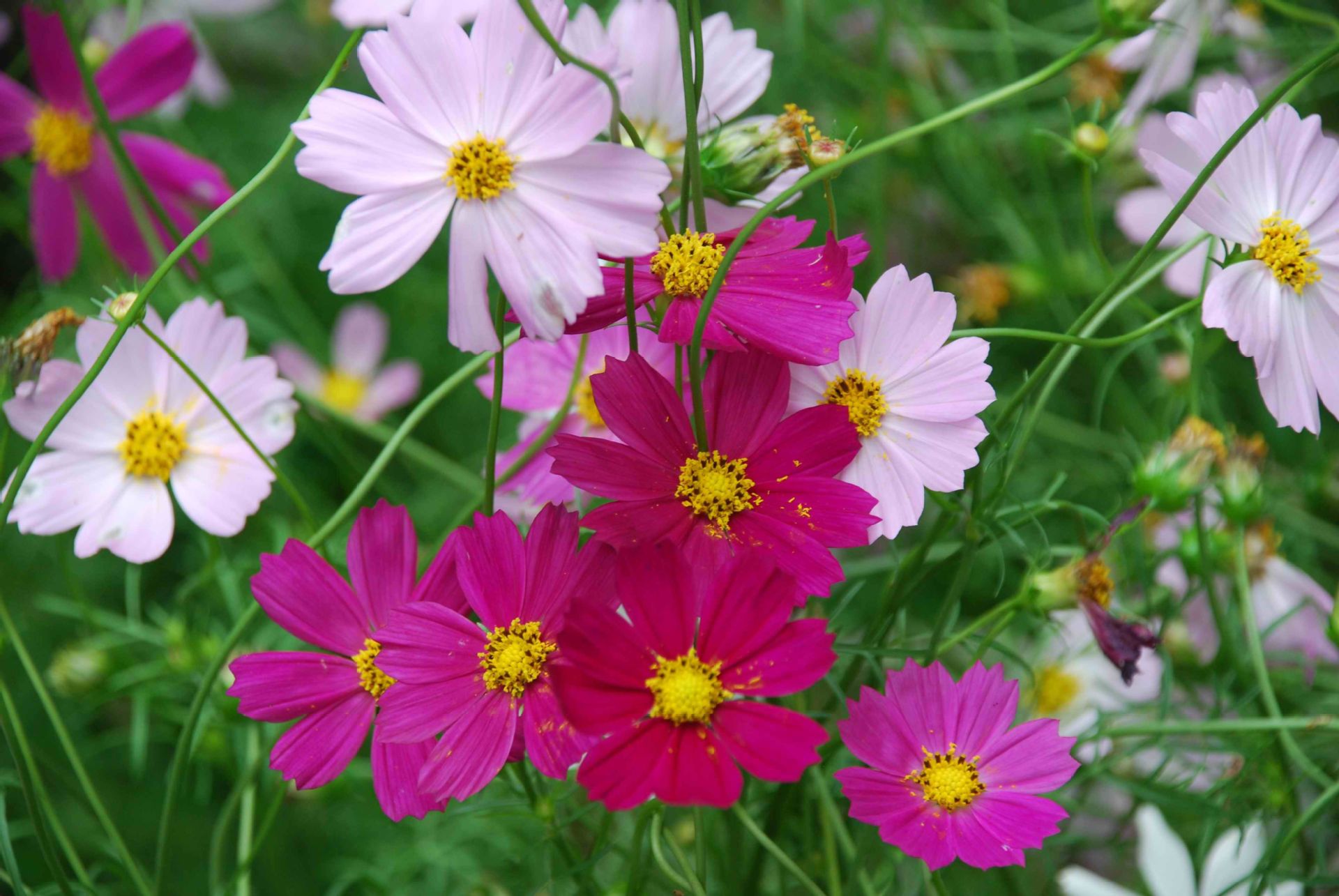 盆栽波斯菊在上盆的时候要装好底肥,这样植株在养护的过程中就不用