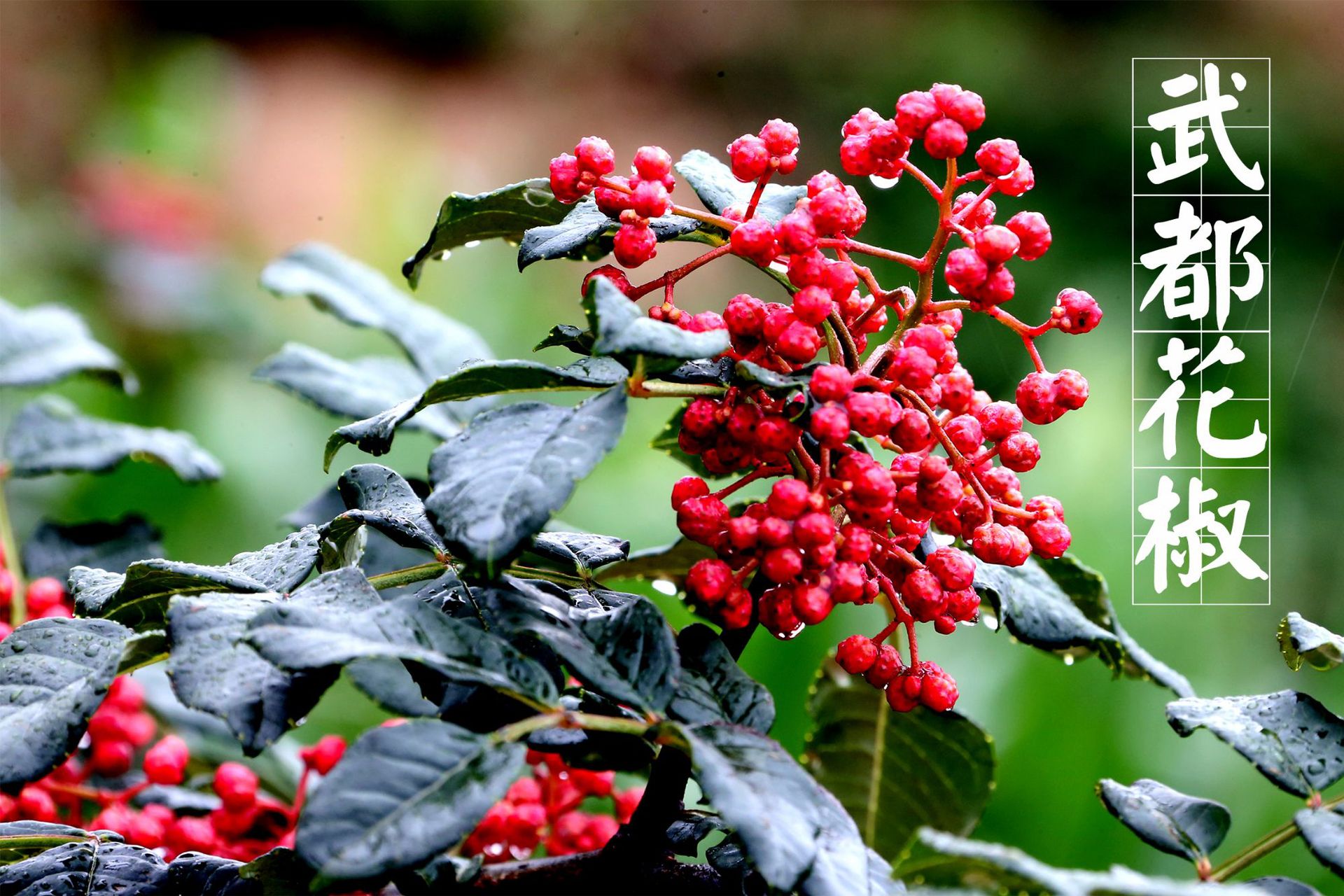 武都大红袍花椒180g 超香特麻 手工精选大红袍花椒麻椒卤料