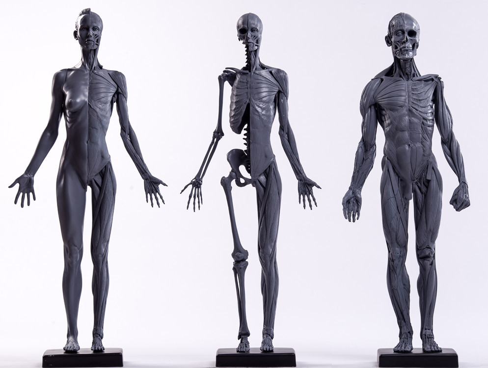人体模型 设计绘画cg参考医用艺用人体模型 仿真人肌肉人体模型