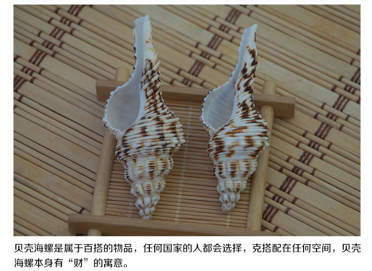 花斑长旋螺天然海螺贝壳寄居蟹专用壳长号螺鱼缸水族造景家居装饰