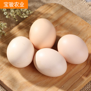 农家直销 四川农家特产 食用农家散养金凤鸡蛋土鸡蛋 绿色健康营