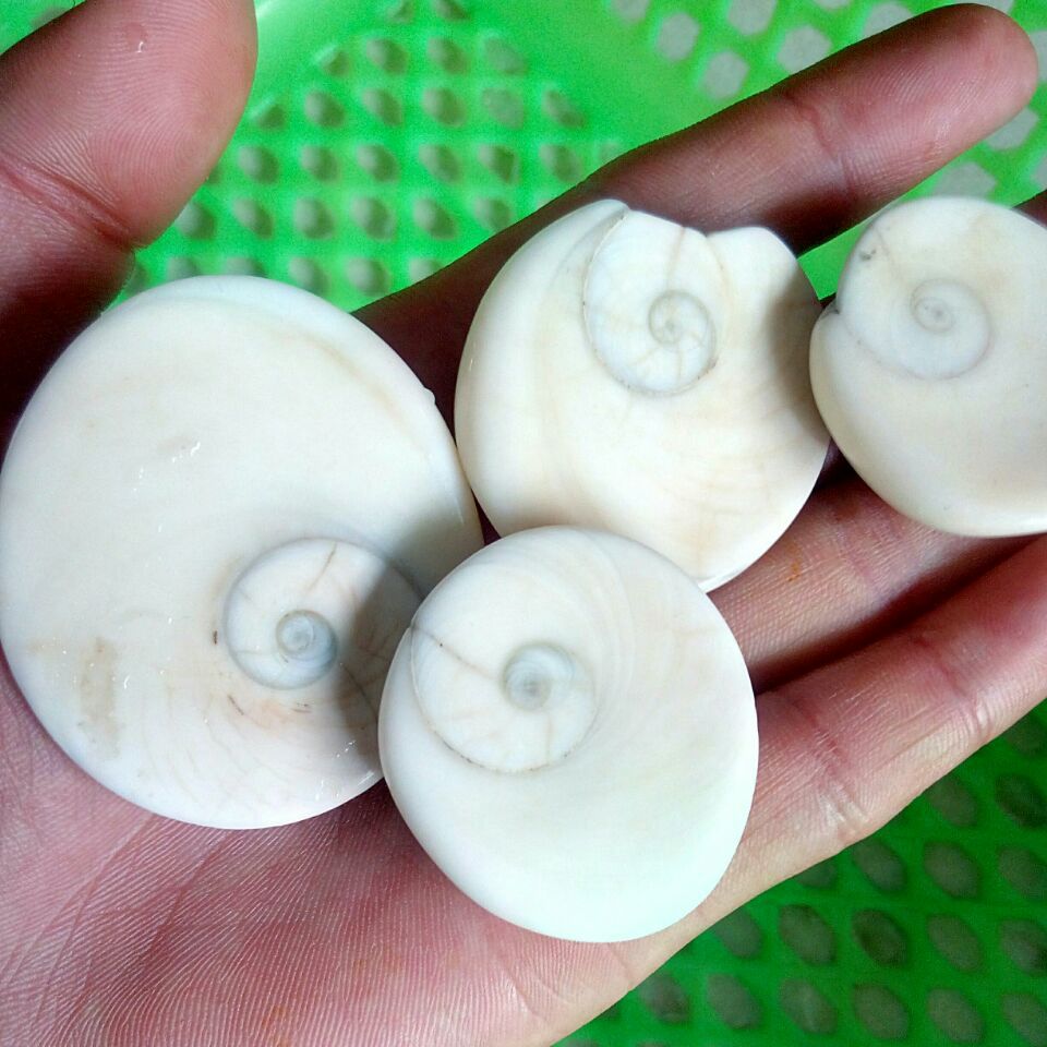 天然化石贝壳 太阳贝 diy 室内装潢 鱼缸 花盆装饰用品 源头货源