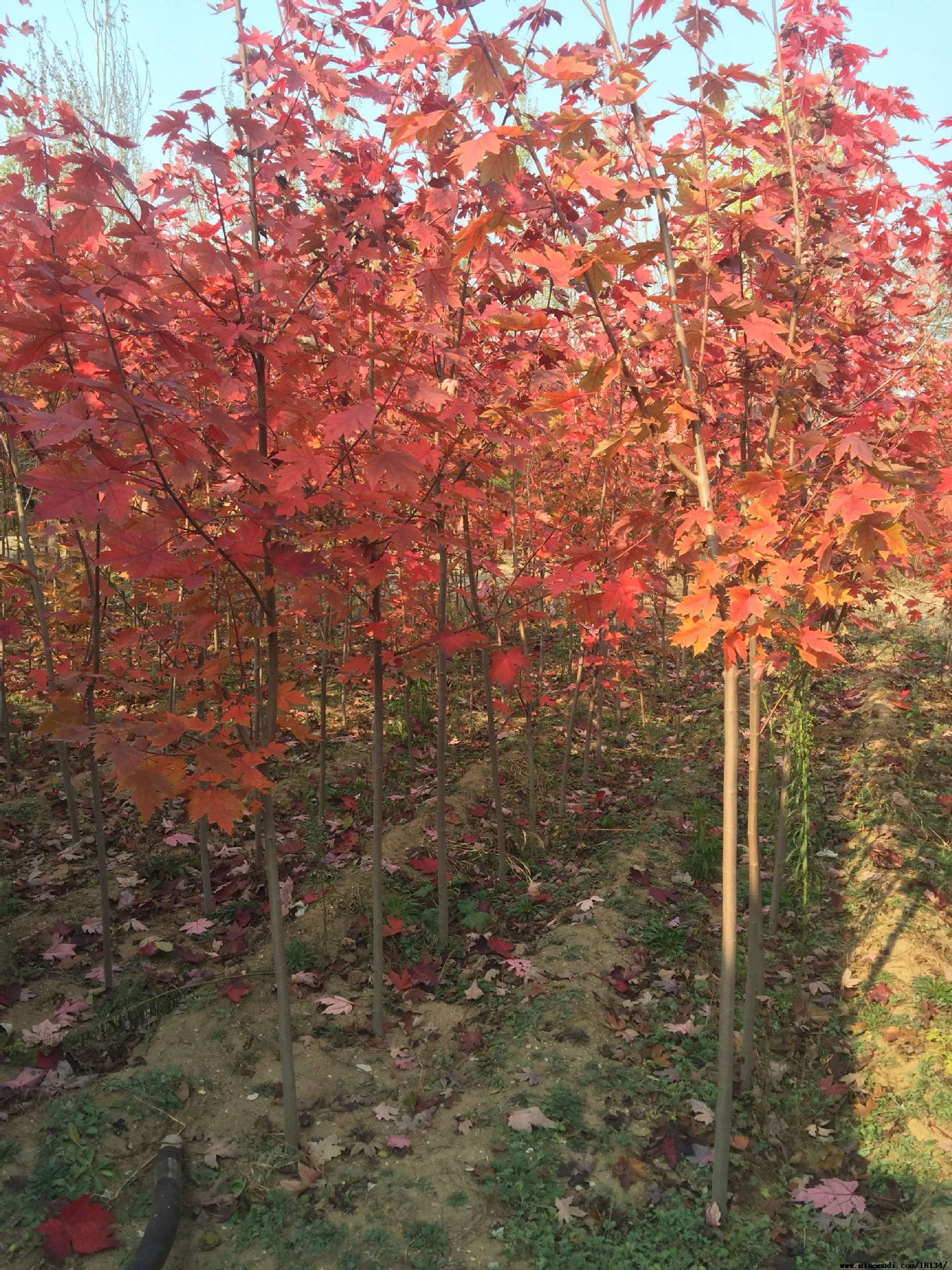 四季红枫树苗原生三季中国红枫常年红火焰日本红枫庭院户外地栽