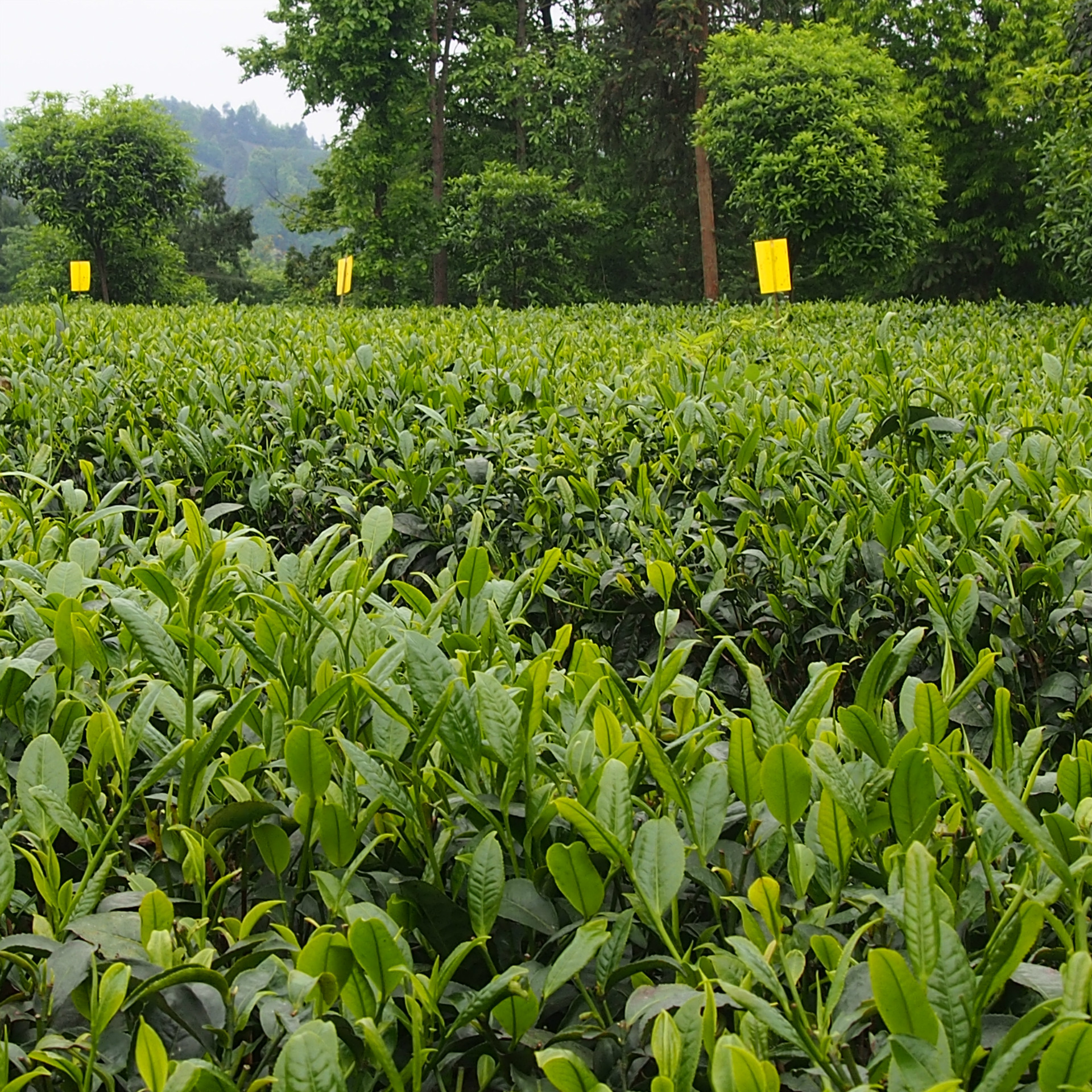 早春贵州毛峰湄潭翠芽凤冈岗锌硒茶批发