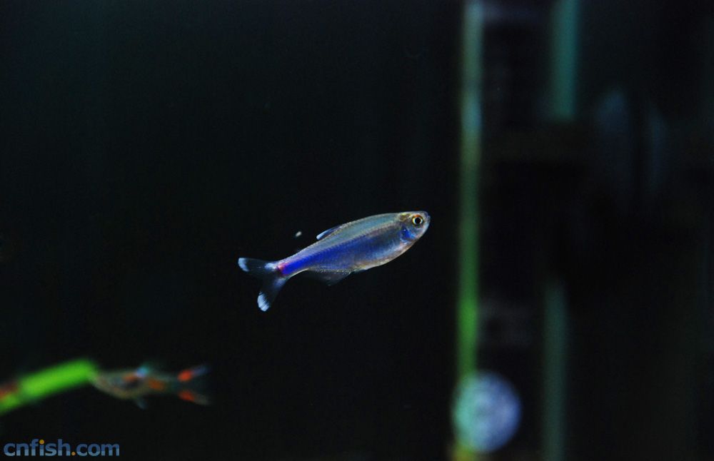 刚果蓝灯 幽幽的蓝色系灯鱼 闪光蓝灯 蓝灯 小型鱼 观赏鱼 灯科鱼-阿
