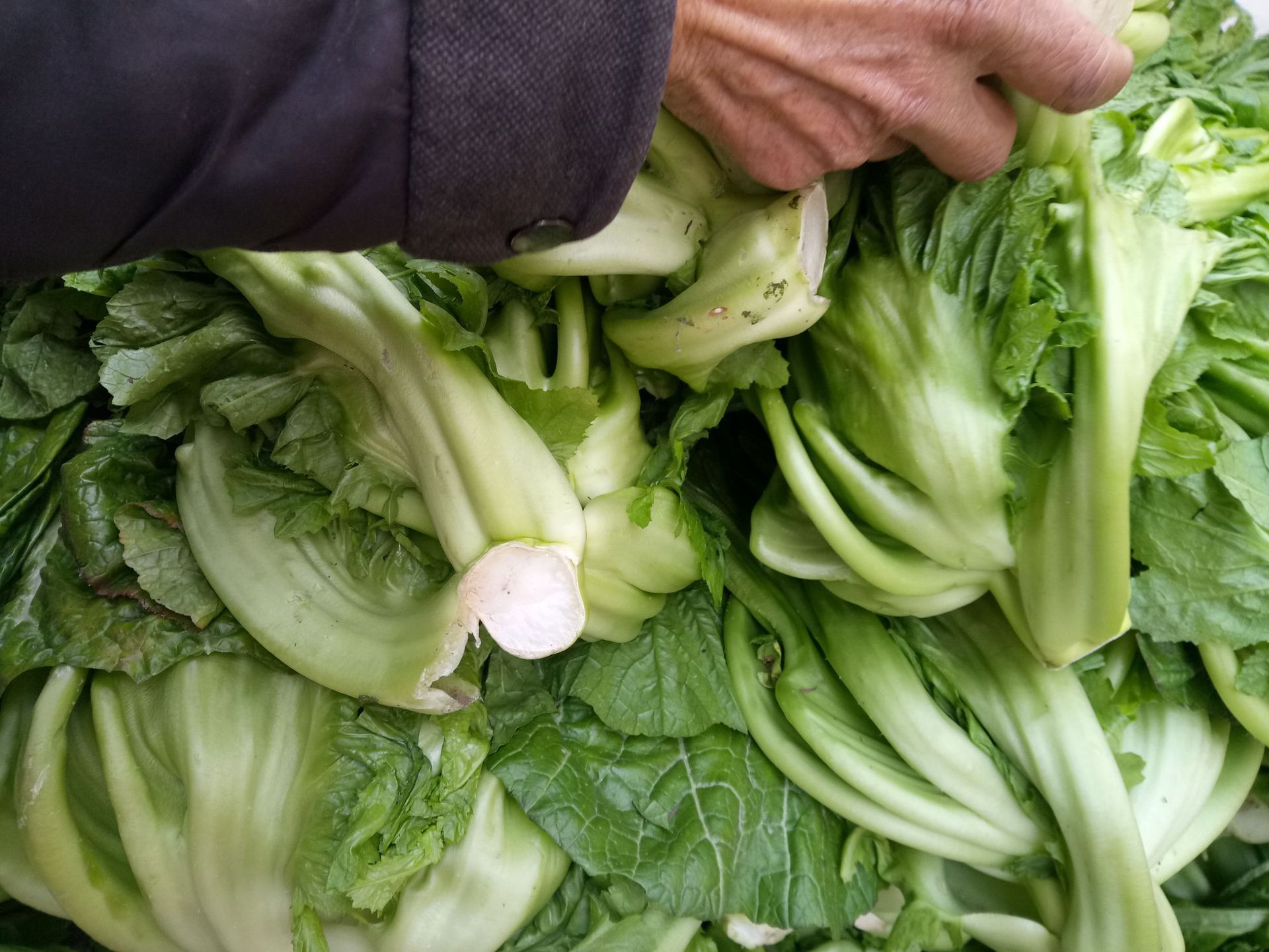 厂家60斤四川泡菜坛子泡酸菜酒店酸菜鱼酸菜米线散装酱腌菜批发