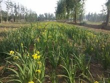 杭州基地黄菖蒲 水培植物 基地 水生鸢尾量大优惠品种齐全