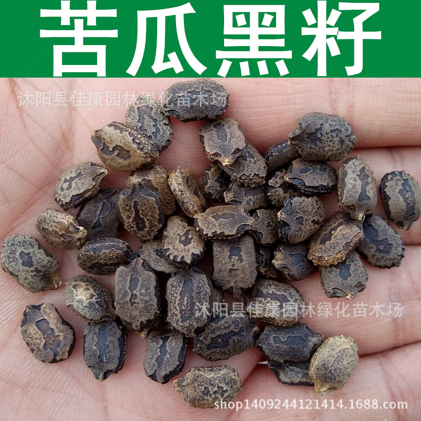 园艺蔬菜种子 苦瓜种子 凉瓜种子 锦荔枝 黑籽苦瓜种子 1件=1斤