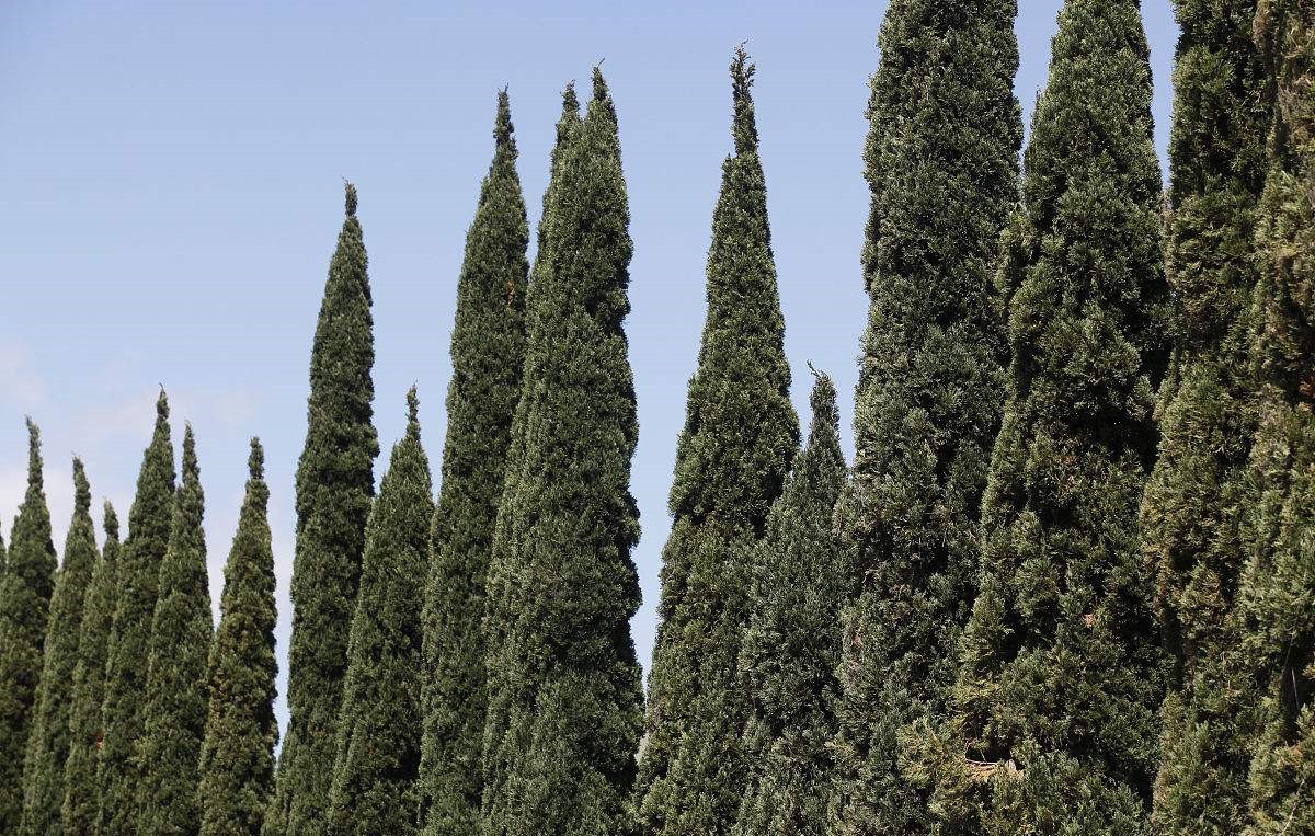 柏树什么样子柏树图片_钢知道