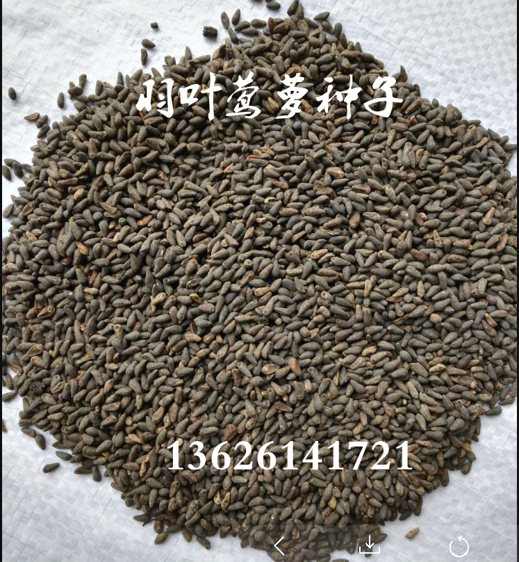 茑萝五角星种子羽叶茑萝种子种植方法