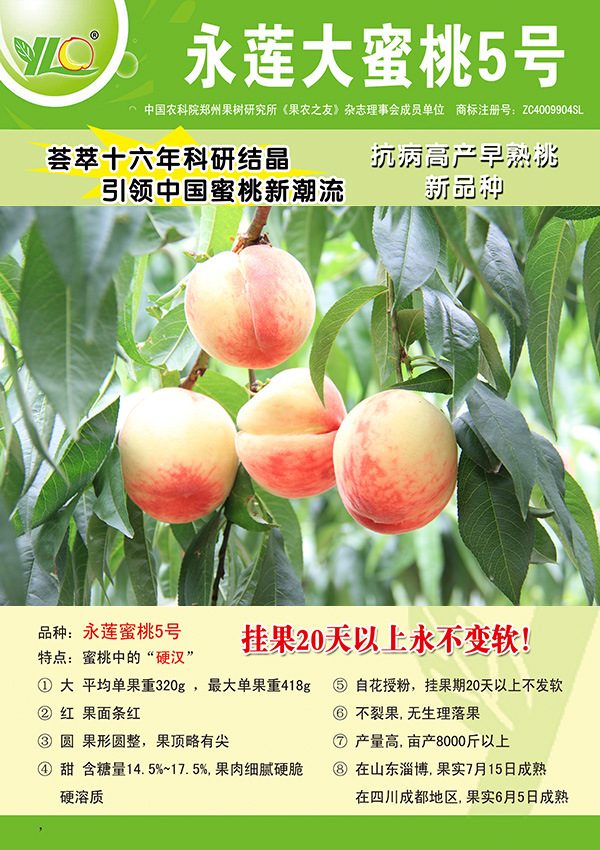 嫁接桃树苗 永莲大蜜桃 1-9号桃树苗 永莲蜜桃苗南北方种植果树苗