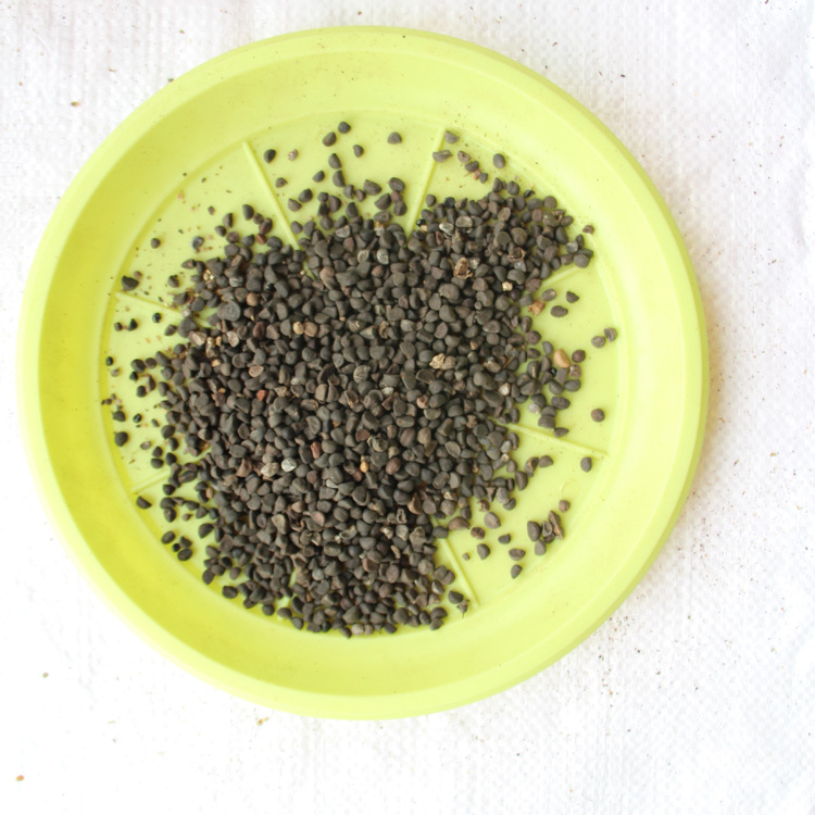 牵牛花种子批发种子牵牛花 喇叭花攀援花卉 公园小区景观园林观花