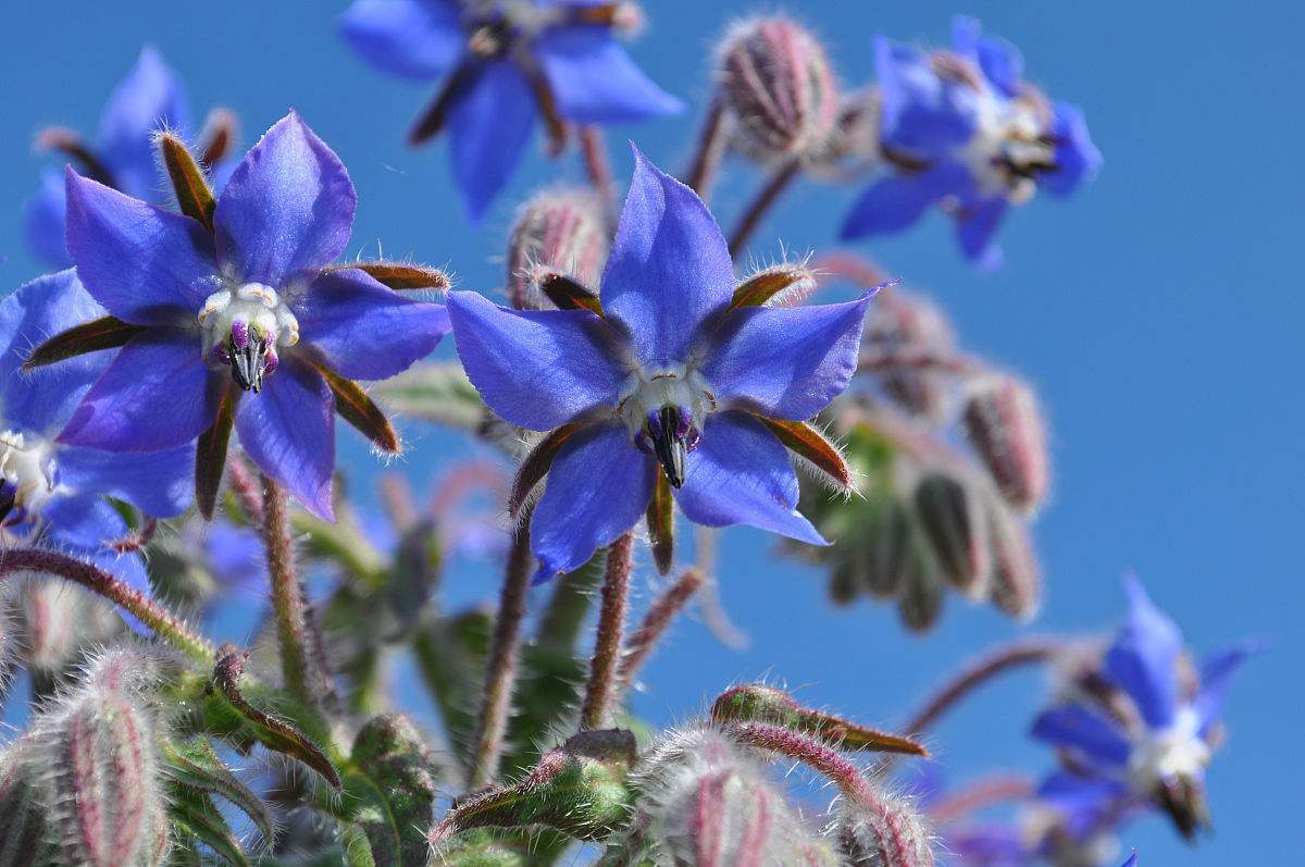 草花琉璃苣种籽绿化工程花品种齐全量大优惠可以货到付款