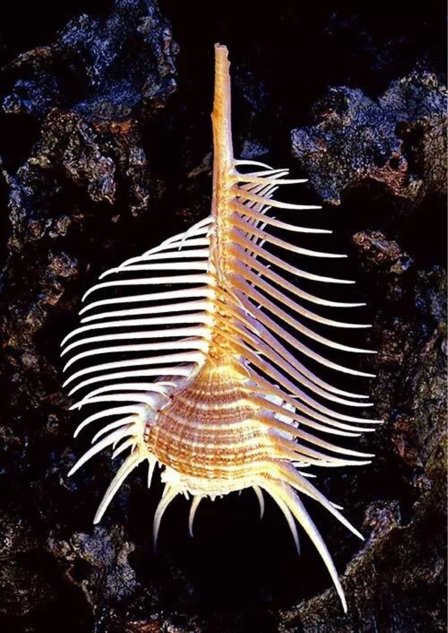 天然深海维纳斯骨螺 收藏标本螺 10-15厘米 天然贝壳