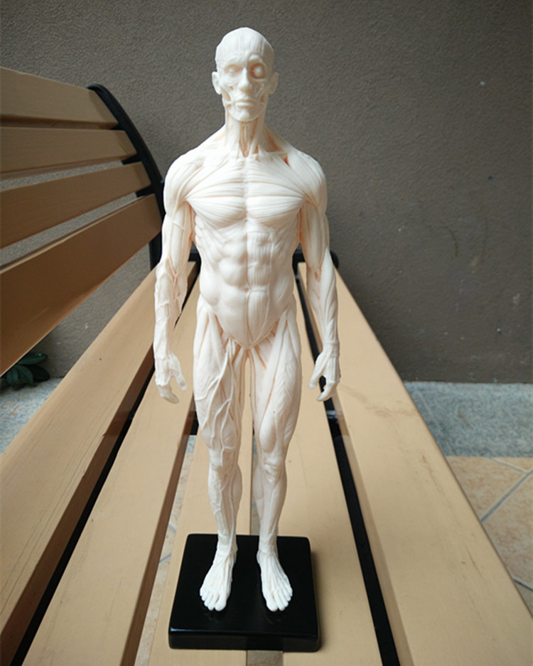 人体模型 设计绘画cg参考医用艺用人体模型 仿真人肌肉人体模型