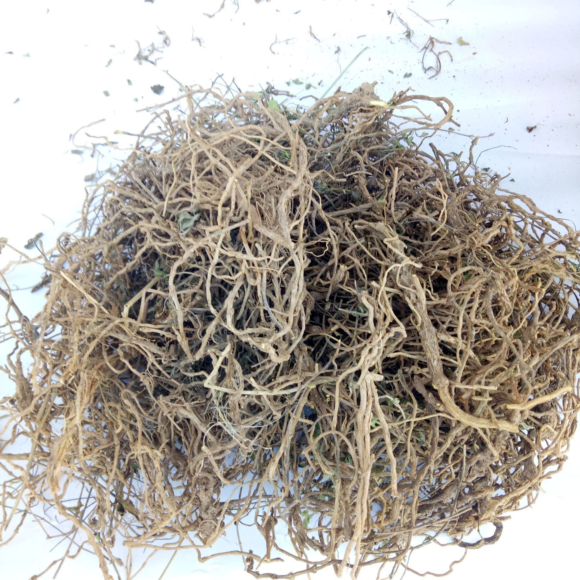 黄芩 野生黄芩 甘肃 陇南 野生黄芩 量大从优 厂家直销