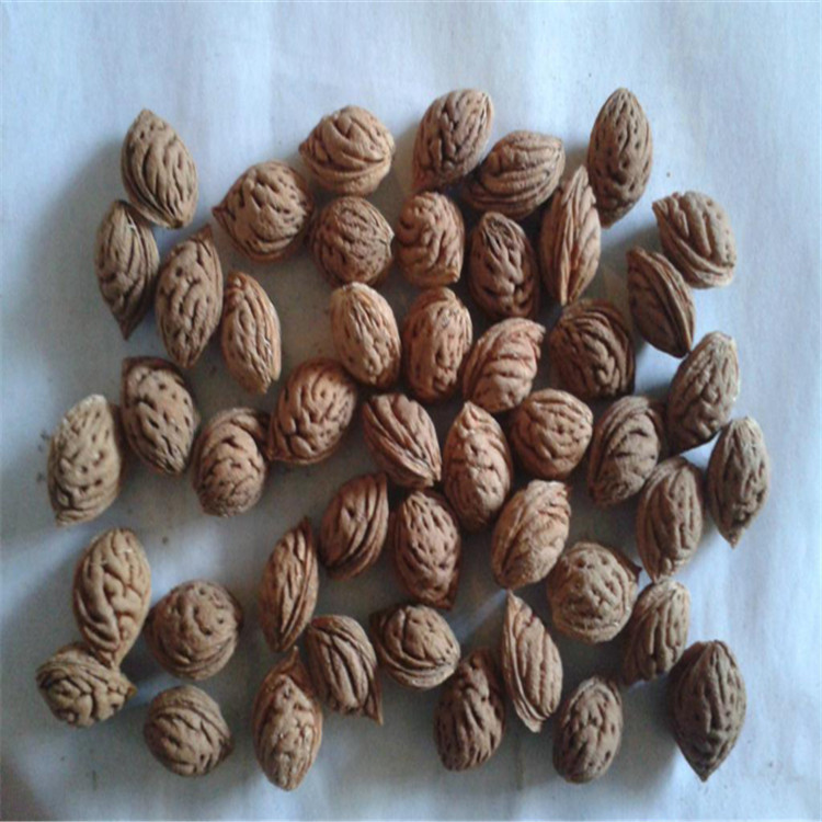 新采毛桃种子 毛桃树 毛桃核 大桃 桃子桃核 桃树核 桃树种子包邮