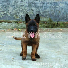 山东大型猎犬驯养基地出售纯种2到3个月的马犬|纯种马犬幼崽价格